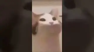 the original pop cat meme