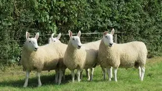 Border Leicester Sheep | Hardy Prolific Foragers