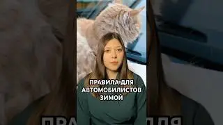 Стукни по капоту &mdash; спаси жизнь! 🐈