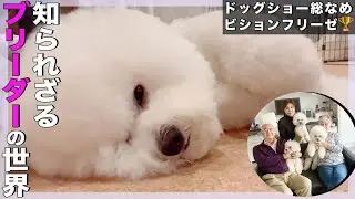 トップブリーダーの知られざる世界！ドッグショー総なめビションフリーゼはどうやって育ったのか！？