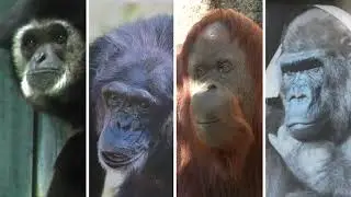 全類人猿の頂点に立つ オンちゃん　釧路市動物園　シロテテナガザル　202104