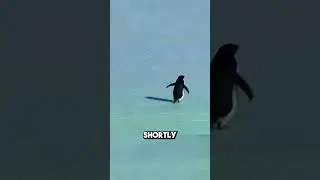 The Penguin That Left Its Group and Walked Toward the Mountains