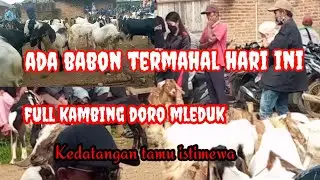 Harga kambing doro murah ll menjelang lebaran harga kambing adem adem saja ll harga kambing hari ini