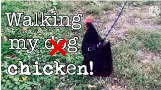 Walking a chicken?