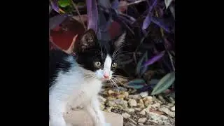 Tulip's Story 🌷🐈
