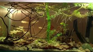 Shallow waters in Orinoco with wild guppies, 80 L