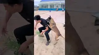 Unbelievable! Hero Dog Saves Owner's Life in the Nick of Time!