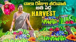 Table నిండా హార్వెస్ట్ తో మళ్ళి ముందుకు| కొన్నకొత్త కూరగాయలు|harvest in terrace#gardening #trending