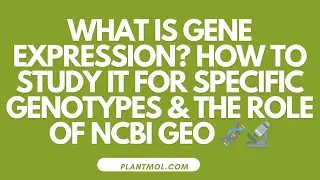 What Is Gene Expression? How to Study It for Specific Genotypes & The Role of NCBI GEO 🧬🔬