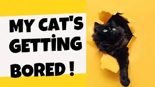 How to Prevent Your Cat from Getting Bored: Tips for a Happy Feline Companion
