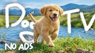 12 Часов ТВ для Собак 🐶 Музыка от Тревоги и Успокаивающая Музыка для Собак