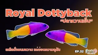 EP.31: ปลาหวานเย็น (Royal Dottyback)สีสันสดใสแต่แฝงความดุดันแห่งโลกใต้ทะเล! 💜💛