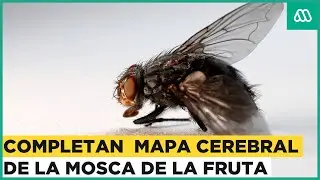 Mosca de la fruta: Completan mapa cerebral del insecto