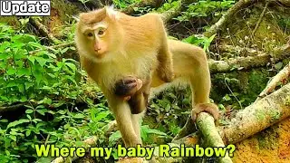 My baby Rainbow come back?Pity monkey Rose still waiting her baby Rainbow even no hope she come back