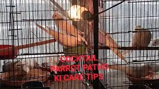  cocktail Parrot k patho ki care tips 