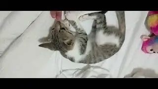 El Planeta Tierra es nuestro Hogar y todas las criaturas somos diferentes y merecemos respeto
