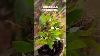 Cole&ccedil;&atilde;o Micro Orqu&iacute;dea Pabstiella carinifera#orquidofilia #orquidias #orqu&iacute;dea #miniorquidea #shorts
