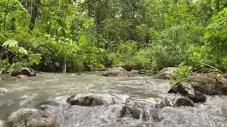 River Flowing with 2026, Forest Nature Sounds for Sleep and Relaxation &ndash; Soothing Times