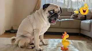These Dog Videos of the Year Will Make You Laugh Way Too Hard 😂🐶