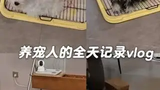 vlog.58 | 养宠人的全天记录，小狗上厕所方法找对学的就是快啊！姨姨们快来看啊！真的太开心啦！#vlog日常 #养宠人 #小狗上厕所 #小狗上厕所怎么训练 #雪纳瑞