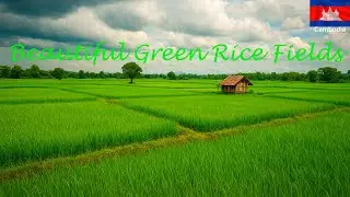 Beautiful Green Rice Fields in Rainy Season-Relaxing Countryside View | Calm Nature Sounds | EP.137