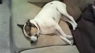 Dubstsep Doggie