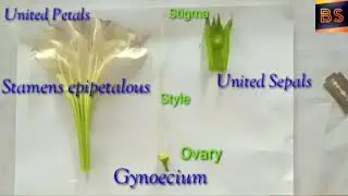 Dissection of Datura Flower