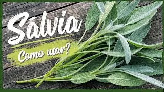 ¿Salvia va con qué? | Cómo utilizar - Episodio 05 | entrar en la cocina