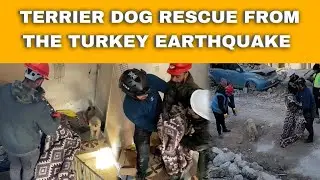 TERRIER DOG RESCUE FROM THE TURKEY EARTHQUAKE #dog #animals   #rescue  #turkeyearthquake2023