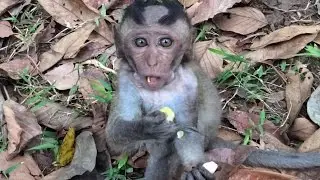 Poor baby monkey eating fast because he feared capture - Tube BBC