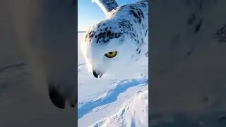 snowy owl glides with silent intensity over a vast