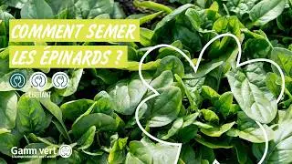[TUTO] Comment semer les &eacute;pinards  - Jardinerie Gamm vert