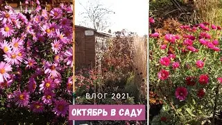Прекрасный осенний сад в октябре ❘ Злаки и астры