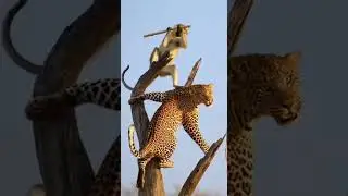 Will the monkey&rsquo;s bamboo stick save him from wild jungle dangers #wildlife #nature #adventure