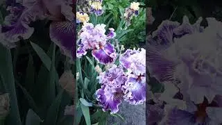 #ирис #красота #spring #flowers #shorts #вечер #цветы #nature #decadence #цветник #коллекция #май