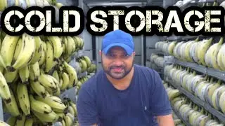 Cold Storage Banana Ripening Process | Cold Storage Mein Kela Pakane Ka Tarika|Karachi Fruit's Mandi