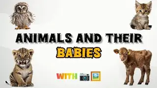 Cute Animals and Their Babies &ndash; Learn With Pictures! 🐾🍼