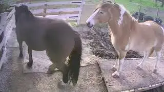 Horses using bridge over mud