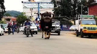 BISON STREET WALK - KODAIKANAL/KODAIKANAL WILDLIFE/INDIAN GAUR ON ROAD