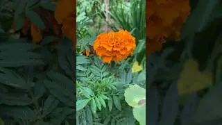 Marigold orange #garden #nature