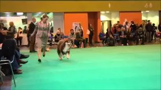Crufts 2013 Morval Firekracker Limit dog