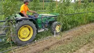 Mow & blow cherry orchard cover crop