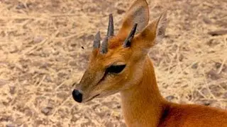 Newly born four horned deer