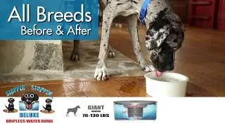 Before and After - All Breed Sizes
