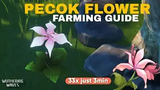 Wuthering Waves Pecok Flower Farming Guide (5 Star Ascension Material)#wutheringwaves #wuwa