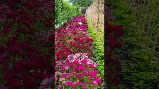 The Lost Gardens Of Heligan - Cornwall #shorts #cornwall #visitcornwall #explore #gardens