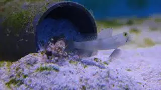 Cryptocentrus cinctus & Alphelus bellulus