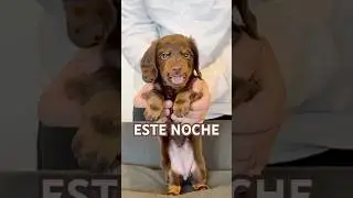 DANCING DACHSHUNDS #minidachshund #puppy #dance #dachshundpuppy #dachshund #cutedog #funnydog #dog