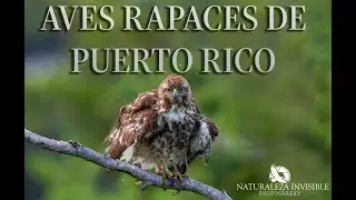Rapaces de Puerto Rico