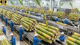 Inside a Cane Sugar Factory Process: How Fresh Sugarcane Becomes Shiny Crystal Sugar (Full Process)